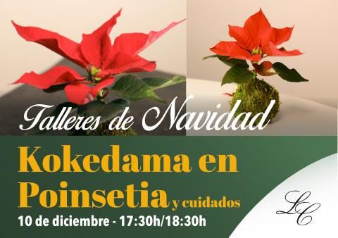Taller Kokedama en Poinsetia el 10 de diciembre